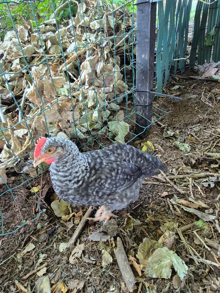 Hanen, Mâle, Poule ou poulet