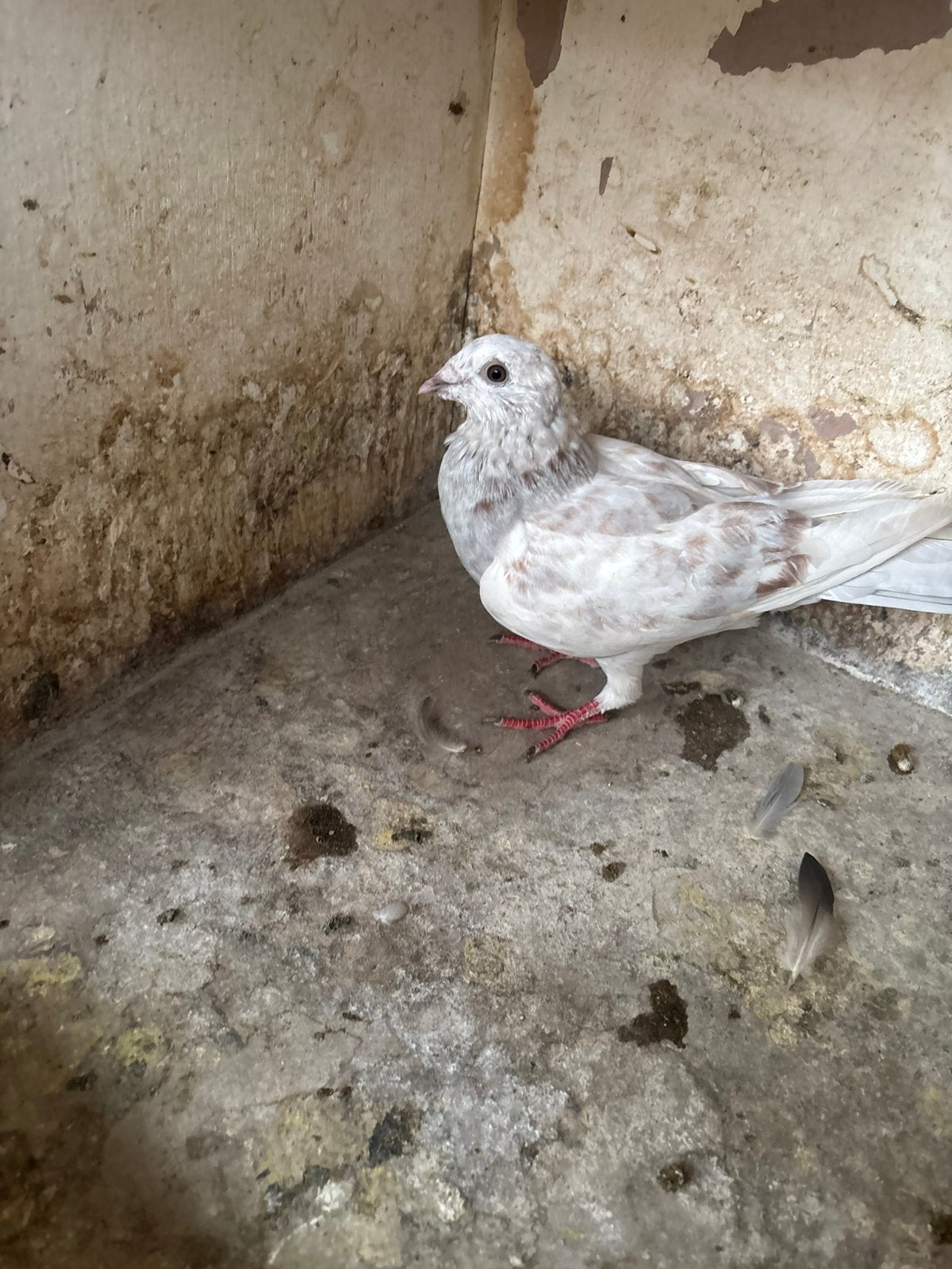 Witte mozaic, Dieren en Toebehoren