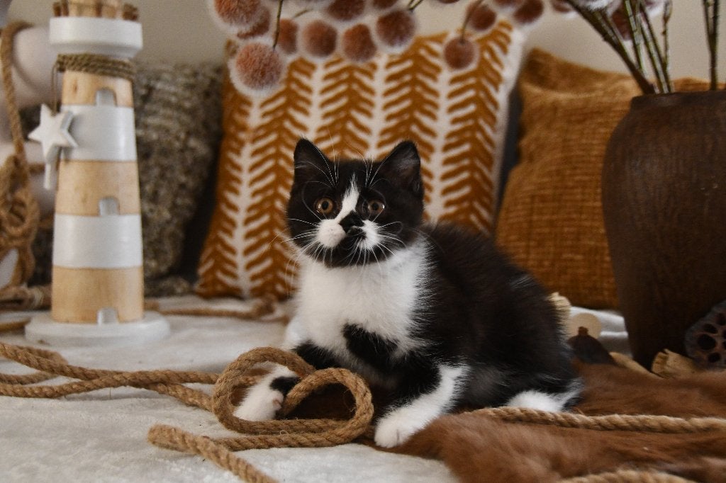 Brits korthaar kitten, Chat, Avec pedigree, 0 à 2 ans