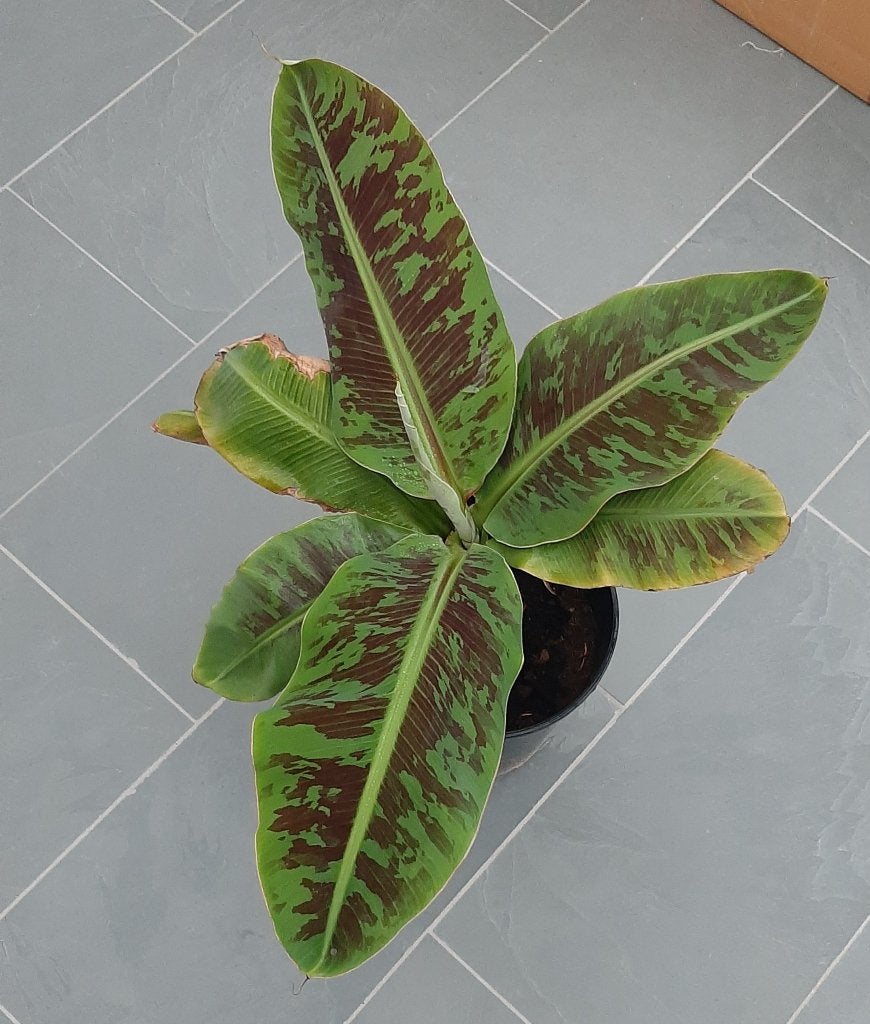 Bananenplant Cavendish, Huis en Inrichting, Ophalen, Volle zon, Minder dan 100 cm