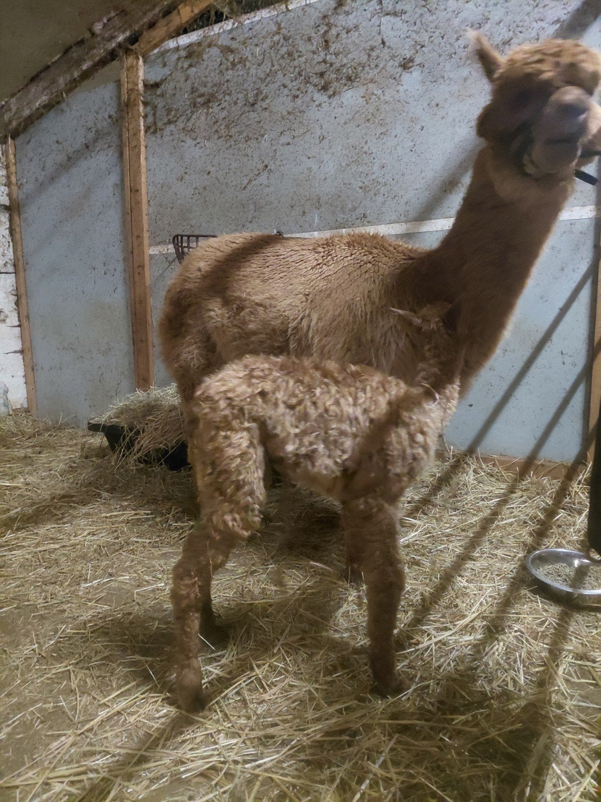Alpacas, Dieren en Toebehoren, Mei, Meerdere dieren
