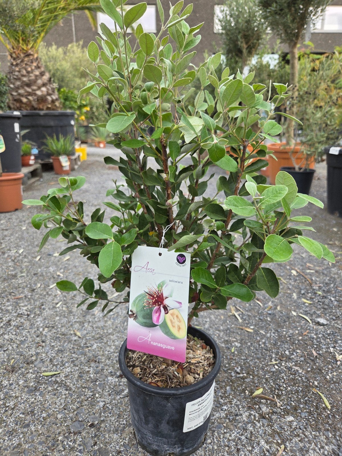 Feijoa Sellowiana - ananasguave, Tuin en Terras, Ophalen