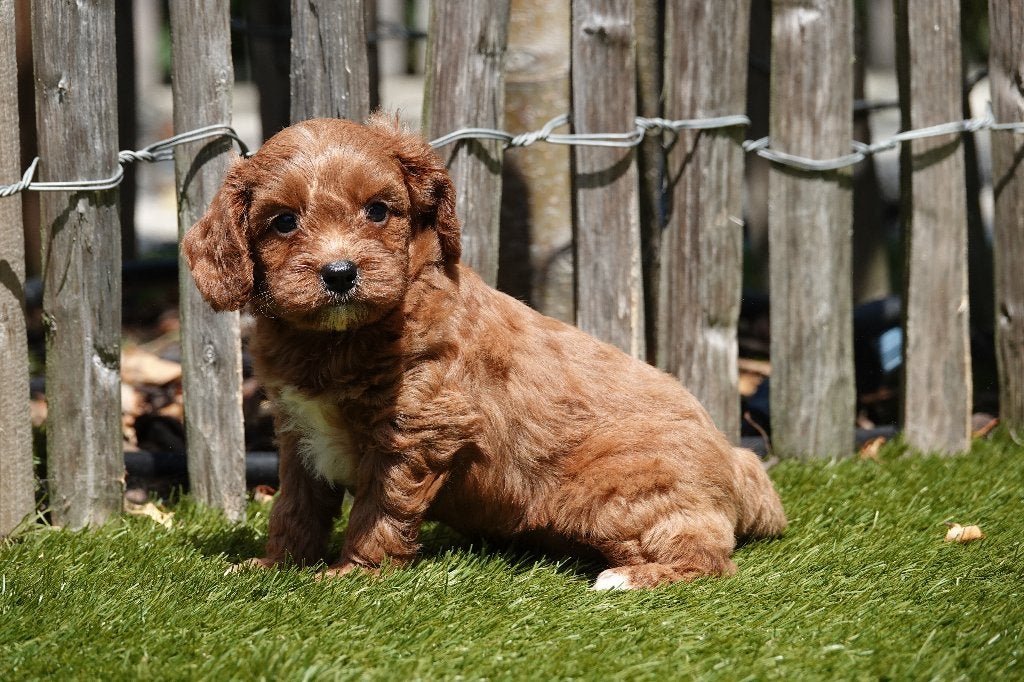 Magnifiques chiots Cavapoo abricot et abricot/rouge, Autres races, Plusieurs, Hépatite contagieuse (maladie de Rubarth), Belgique