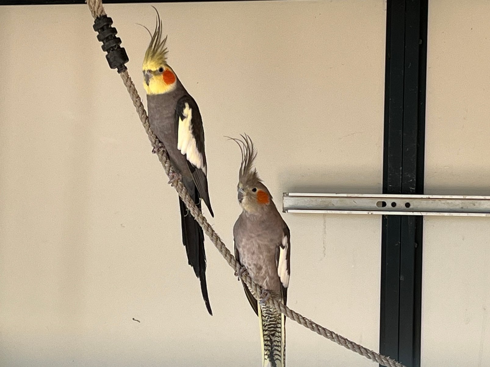 Valkparkieten, Dieren en Toebehoren, Vogels | Kanaries, Meerdere dieren