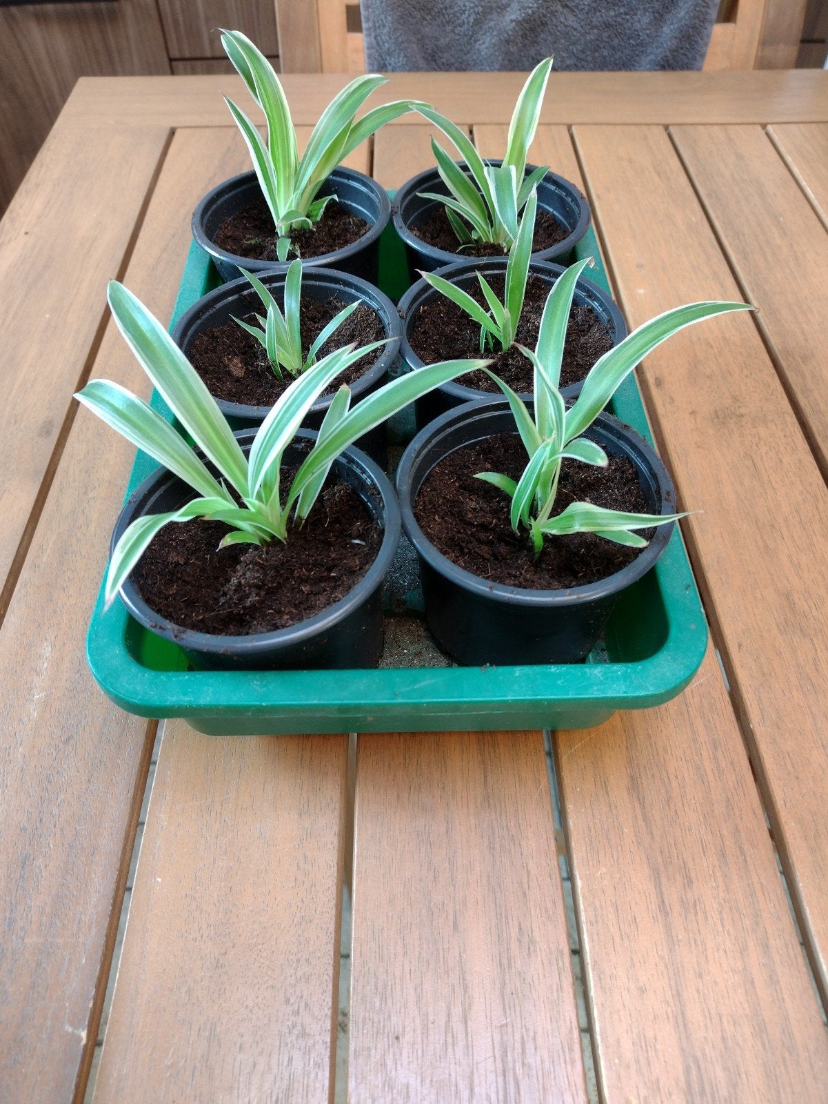 Stekjes Graslelie, Huis en Inrichting, Kamerplanten, Ophalen, Overige soorten, Halfschaduw, In pot