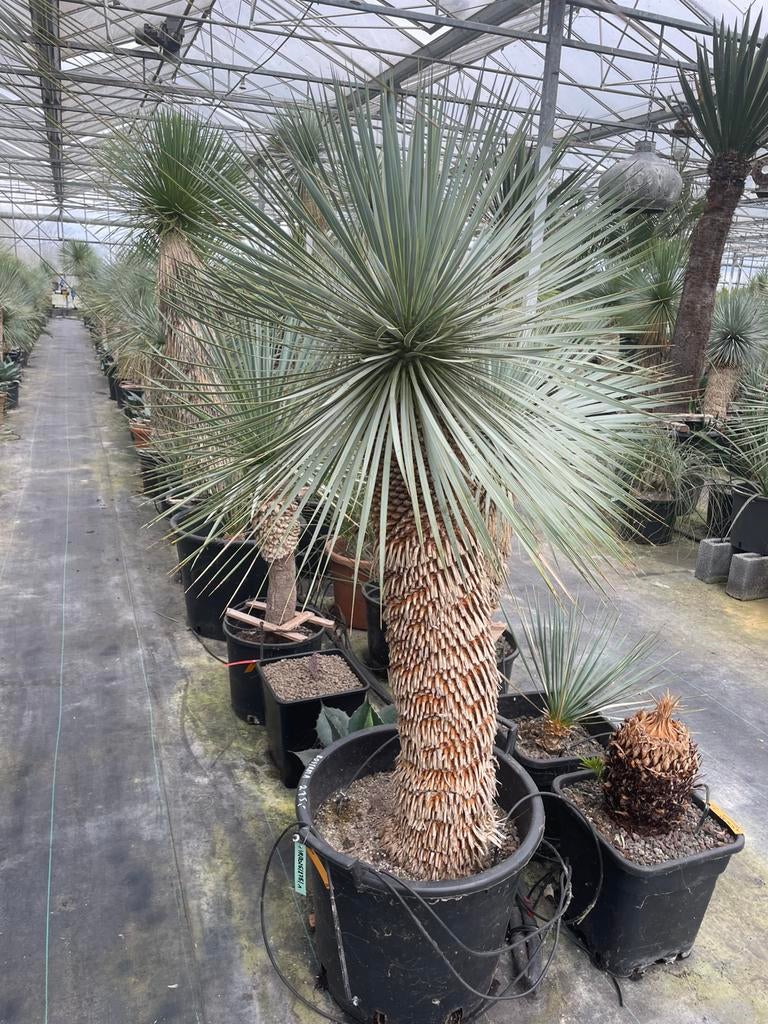 Yucca Rostrata, Jardin & Terrasse, Plantes | Arbres, En pot, 100 à 250 cm, Plein soleil, Enlèvement