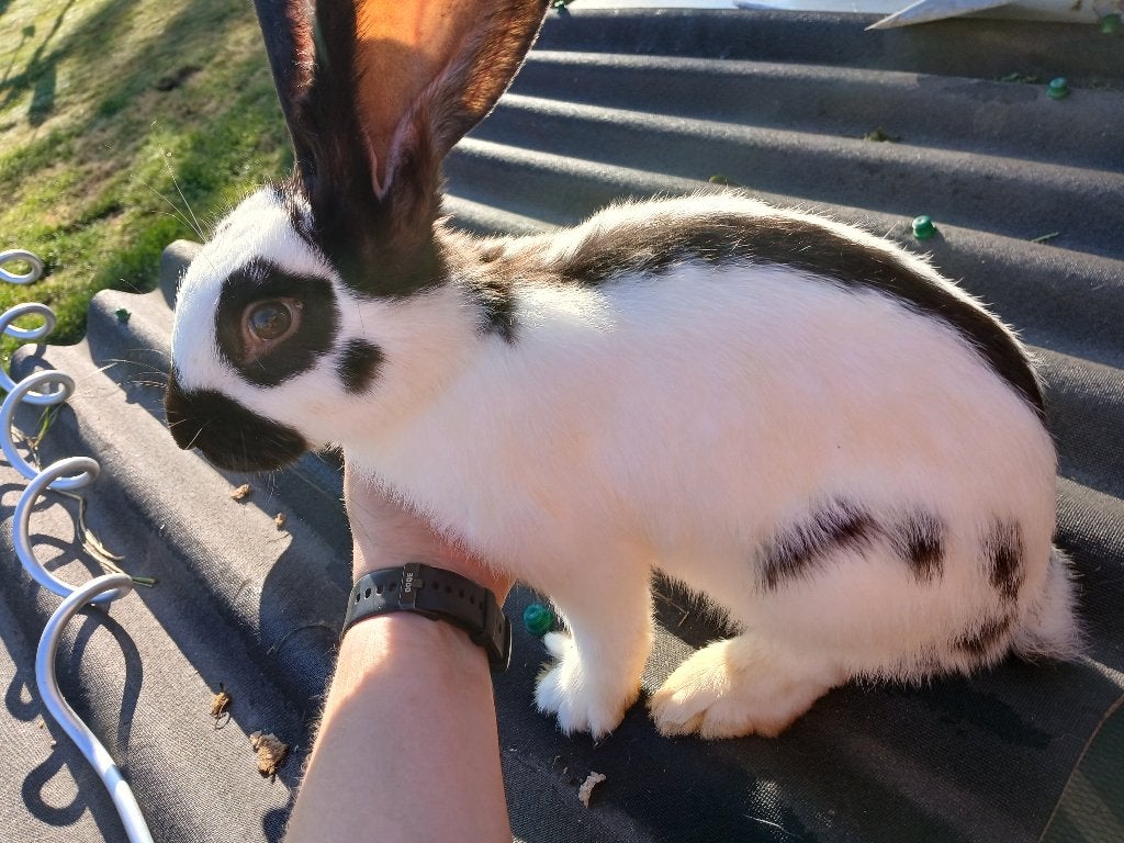 Lotharinger/reuze vlinders, Dieren en Toebehoren, Konijnen, Meerdere dieren, Groot, 0 tot 2 jaar