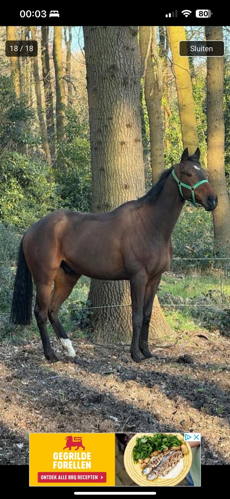 Volbloed ruin met stamboom, Met stamboom, Ruin, Dressuurpaard, Zadelmak