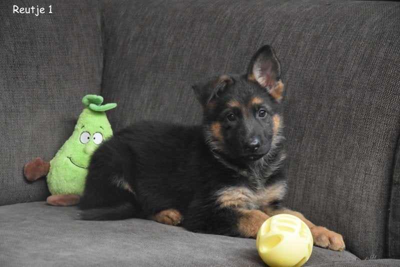 Prachtige Duitse Herder pups, Animaux & Accessoires, Chiens | Bergers & Bouviers, Plusieurs, Hépatite contagieuse (maladie de Rubarth)