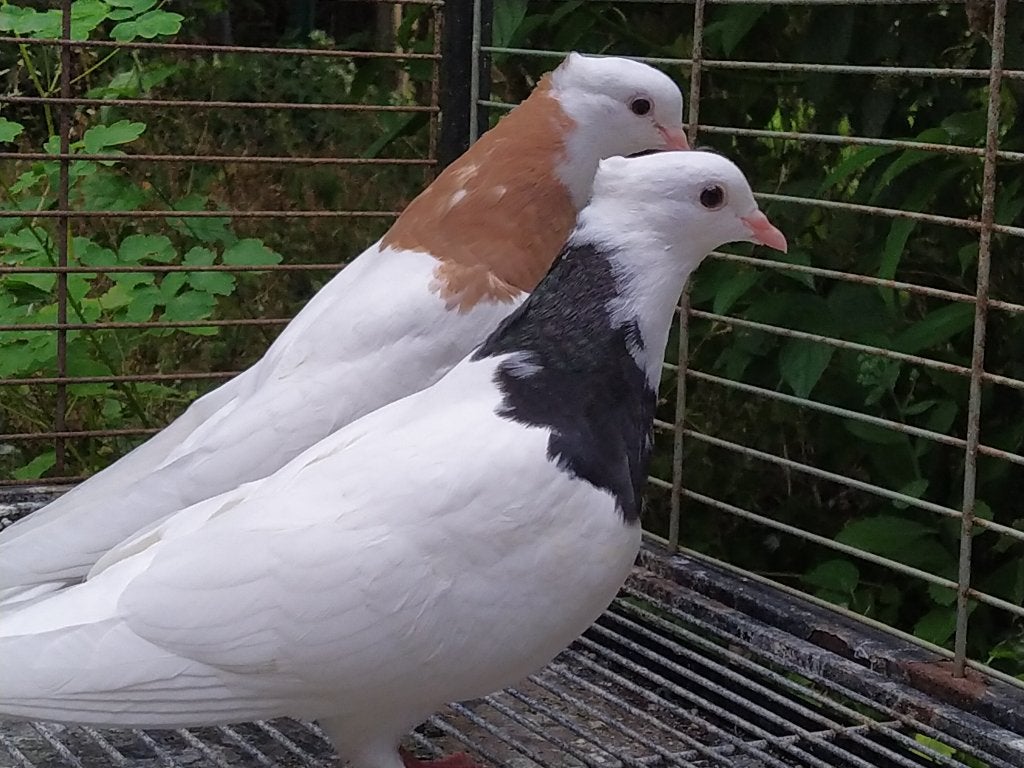 8 Iraanse hoogvliegerduiven, Dieren en Toebehoren, Vogels | Duiven