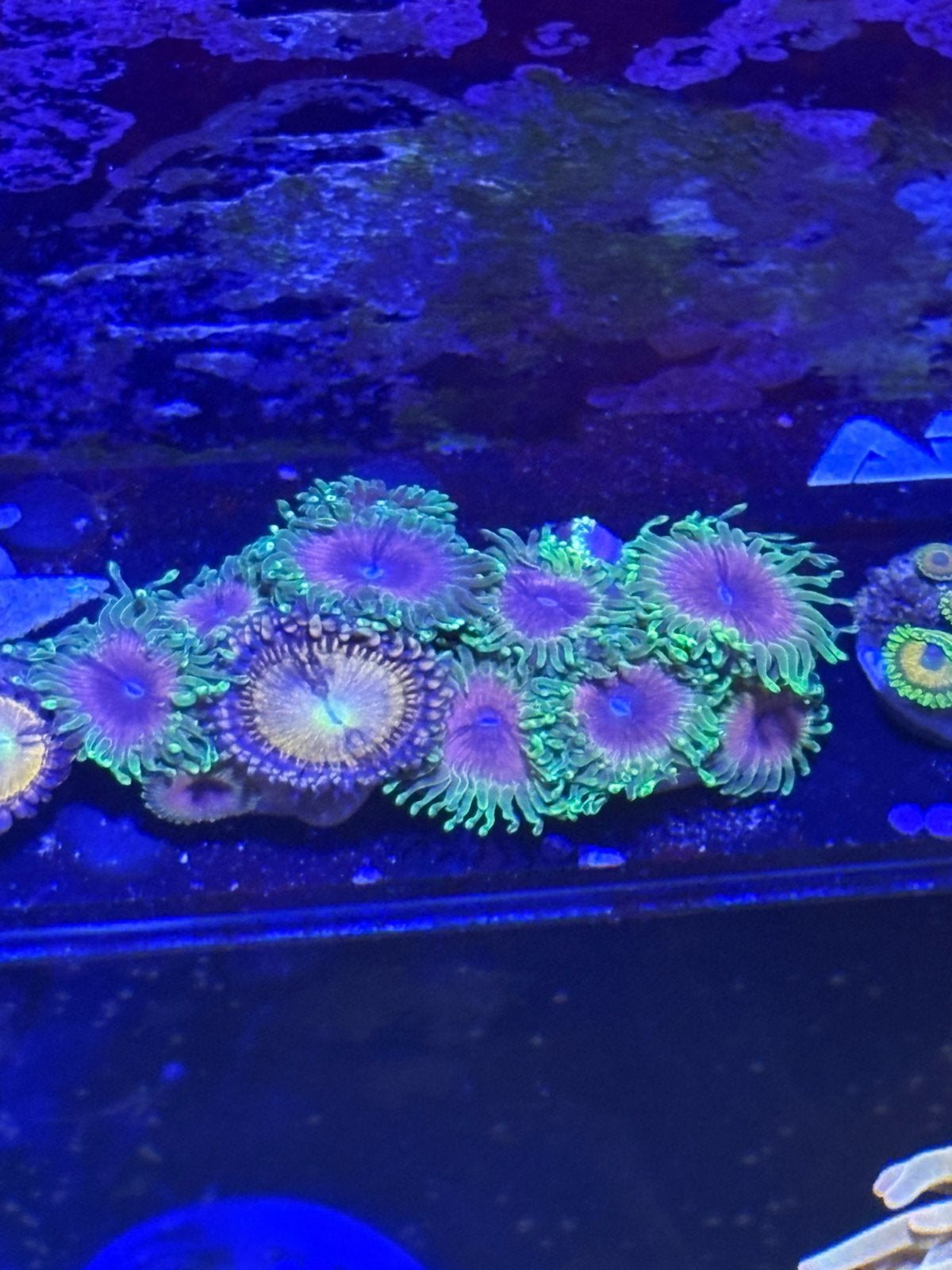coupes de corail disponibles, Autres types, Poisson de mer