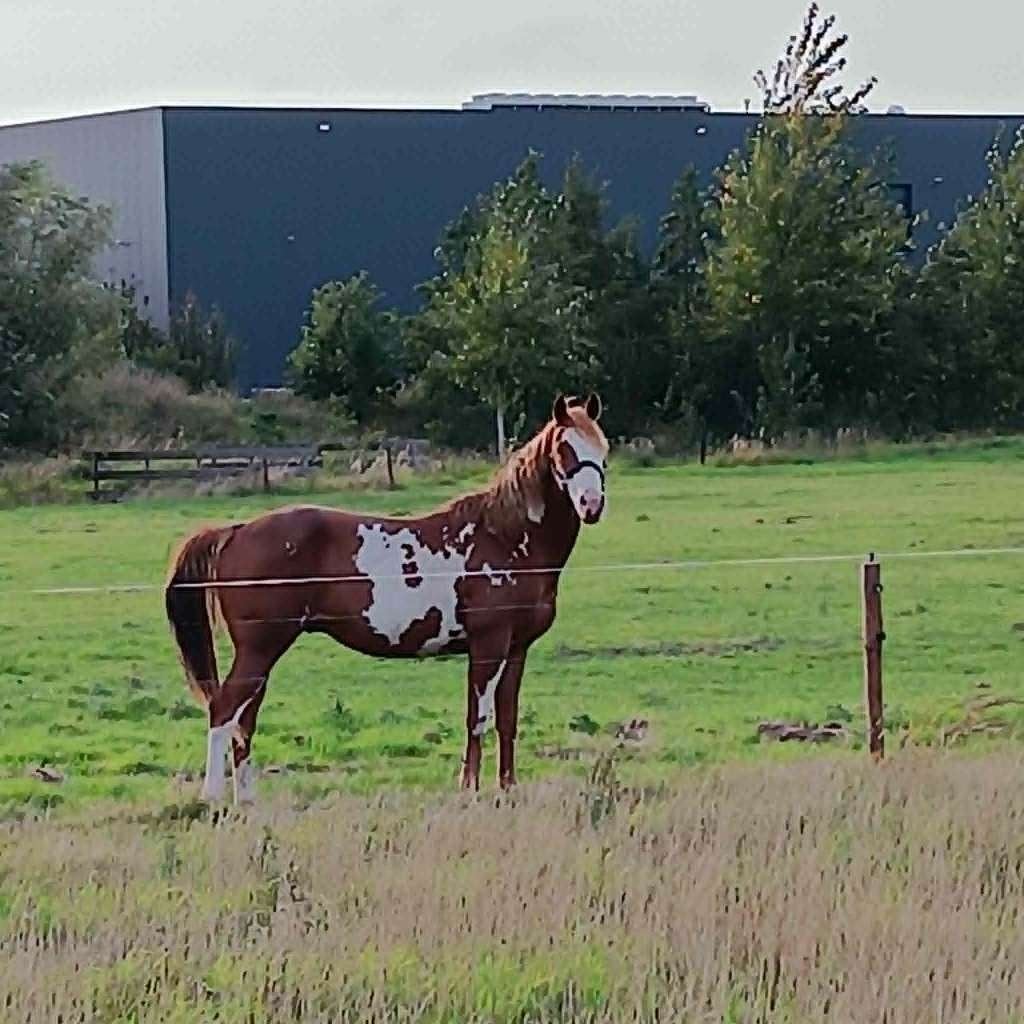 sorrel overo paint hengst, Minder dan 160 cm, Met stamboom, 3 tot 6 jaar, Westernpaard