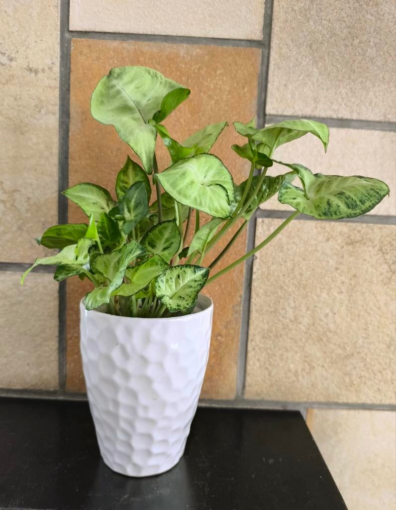 Syngonium snow country, Huis en Inrichting, Kamerplanten, Ophalen of Verzenden