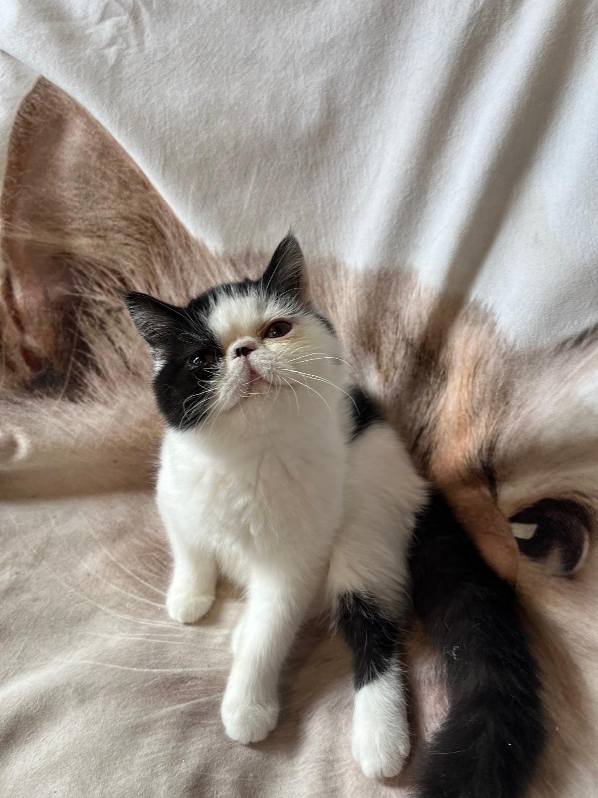 kittens Exotische korthaar, Dieren en Toebehoren, Poes, Met stamboom, 0 tot 2 jaar