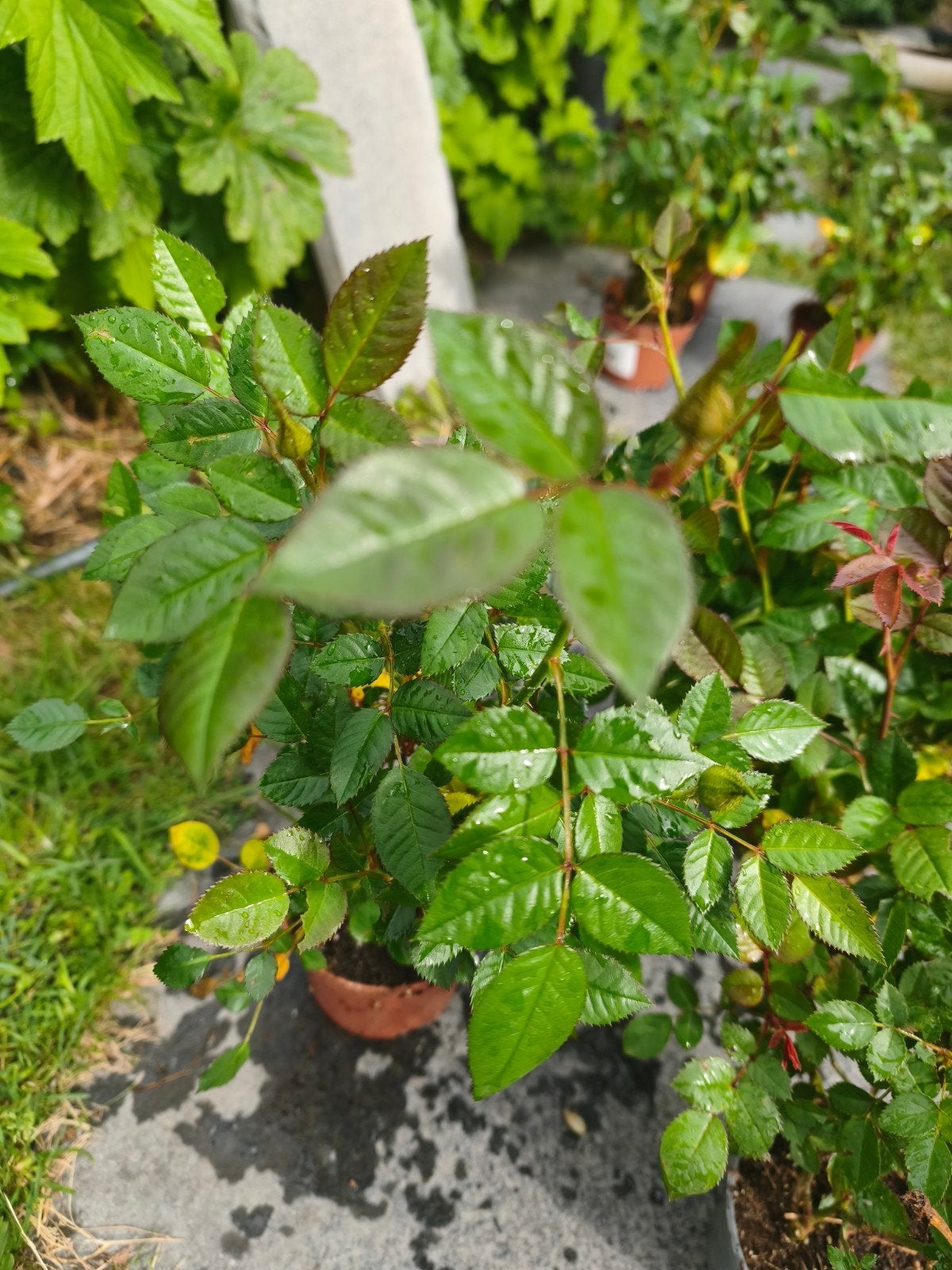 Mini rode roosjes, Tuin en Terras, Ophalen