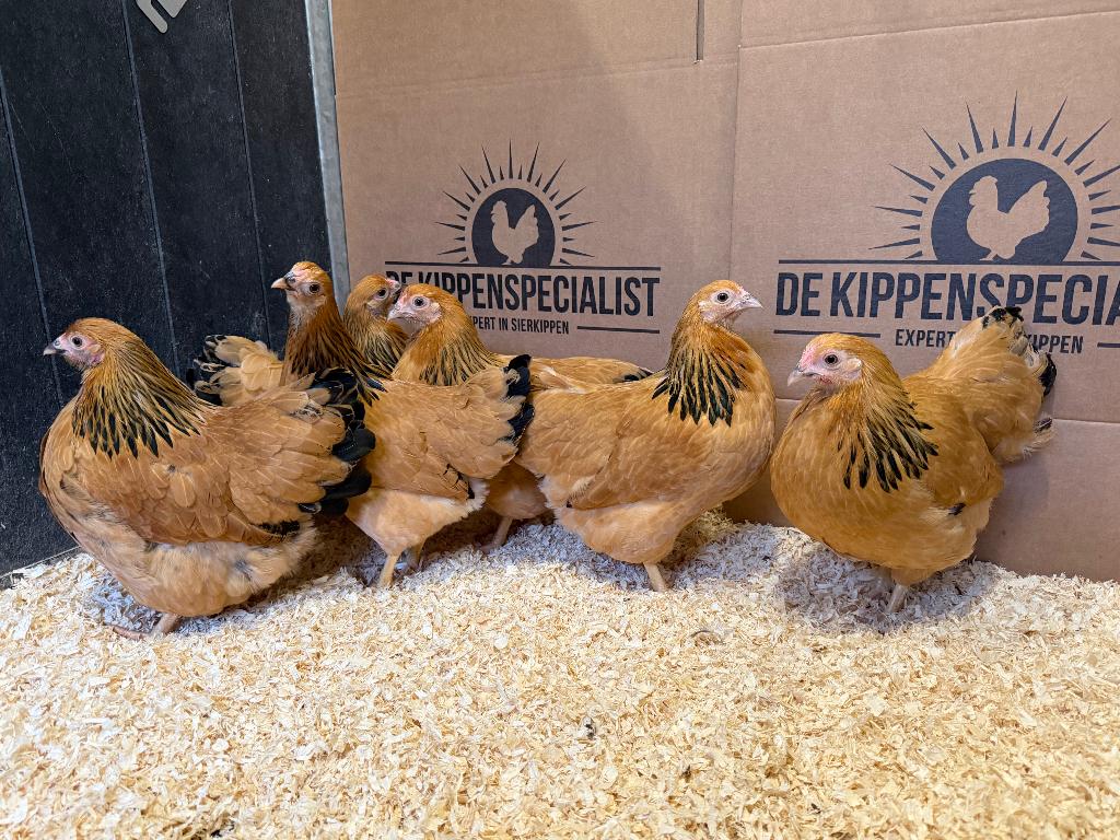 Wyandotte kriel kippen buff columbia gesekst & ingeënt, Femelle, Poule ou poulet