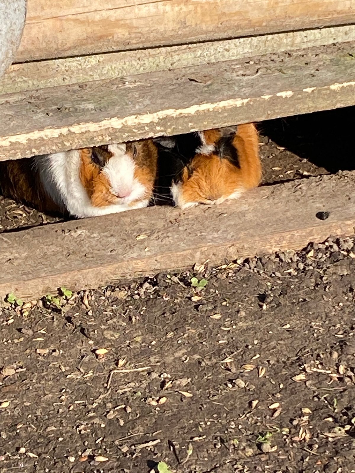 Cavia zeugjes gezocht voor adoptie, Dieren en Toebehoren, Knaagdieren, Februari, Vrouwelijk, Cavia