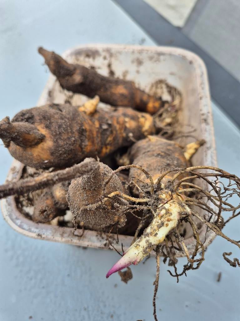 Zonnewortel eetbare knollen om te planten., Tuin en Terras, Ophalen, Zomer, Vaste plant, Groenteplanten