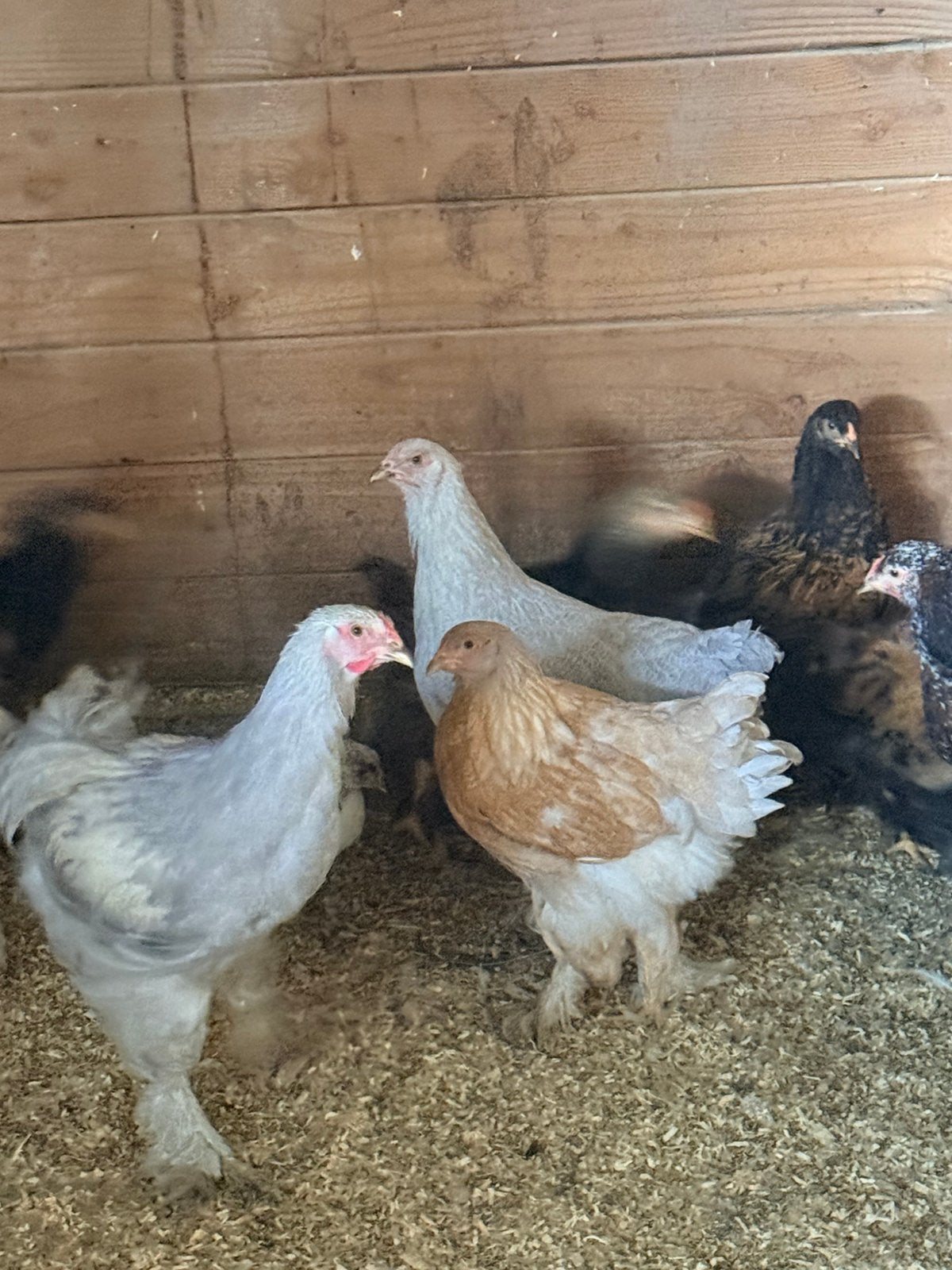 Brahma te koop, Dieren en Toebehoren, Pluimvee