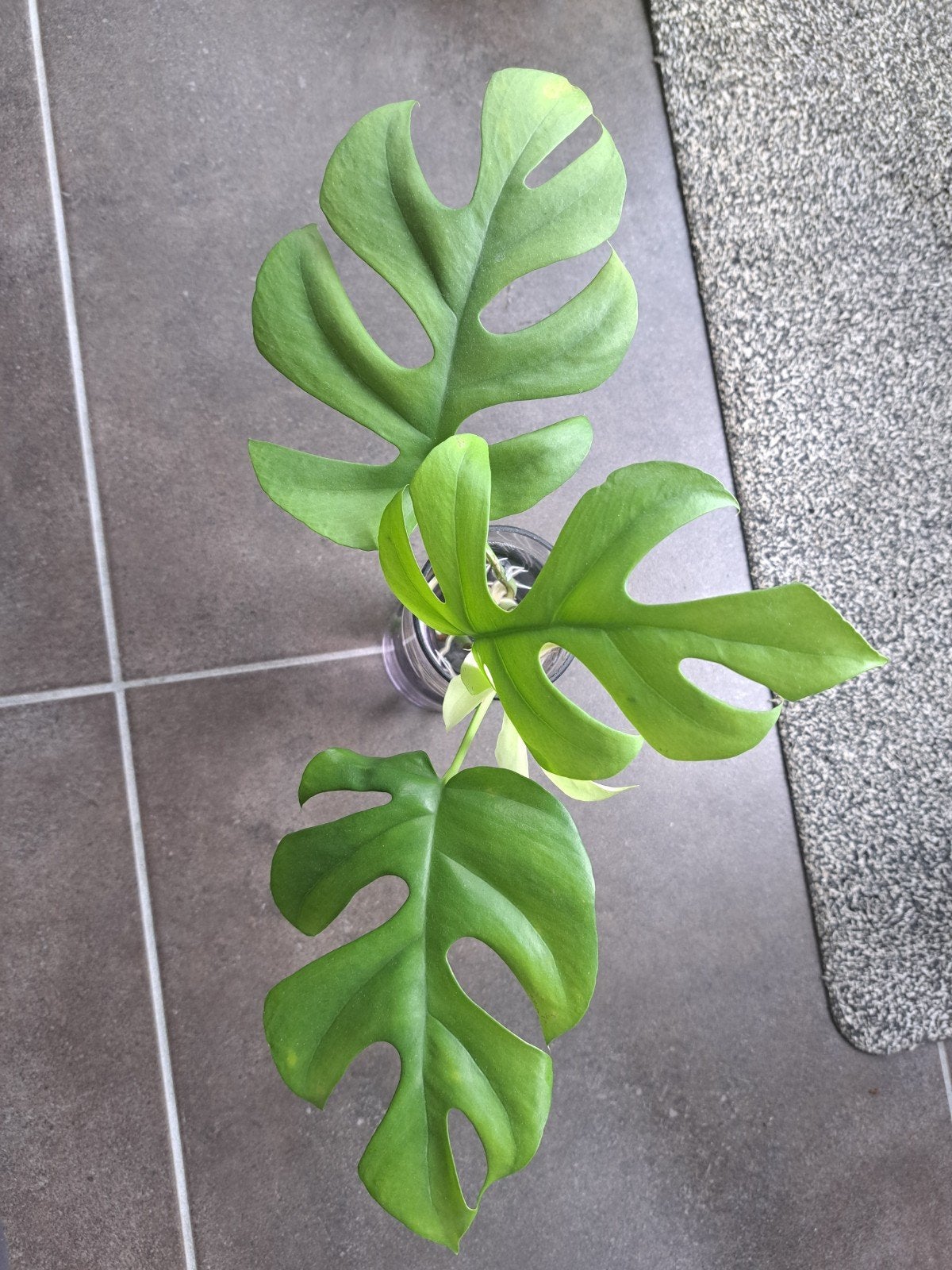 Monstera stek, Enlèvement