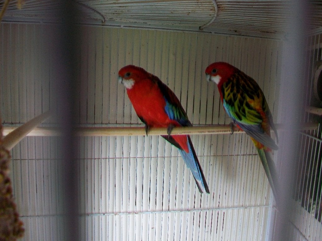 Koppel Rosella, Dieren en Toebehoren, Vogels | Parkieten en Papegaaien, Meerdere dieren, Parkiet, Geringd