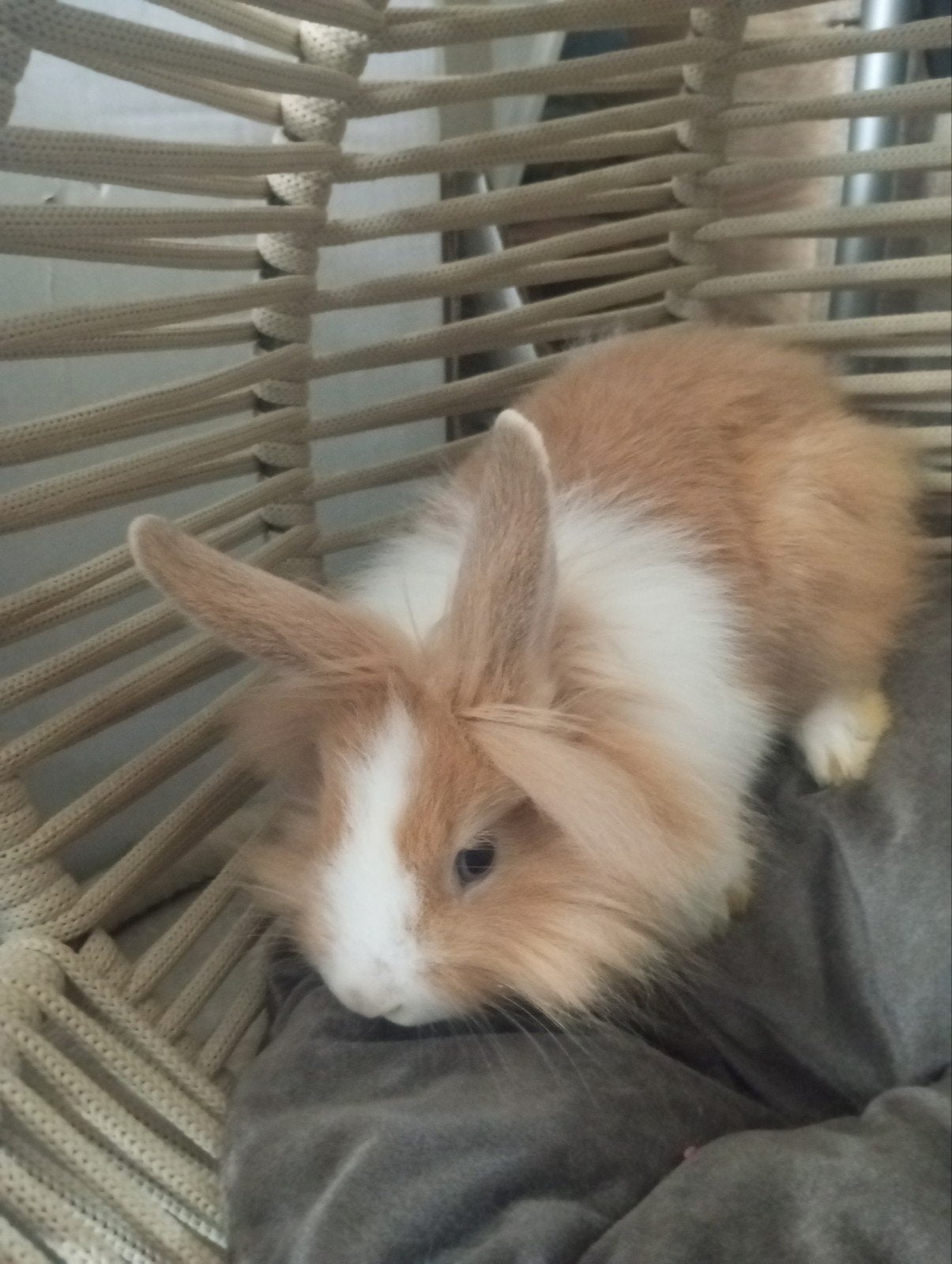 lapin nain tête de lion à vendre à 20 €, Enlèvement