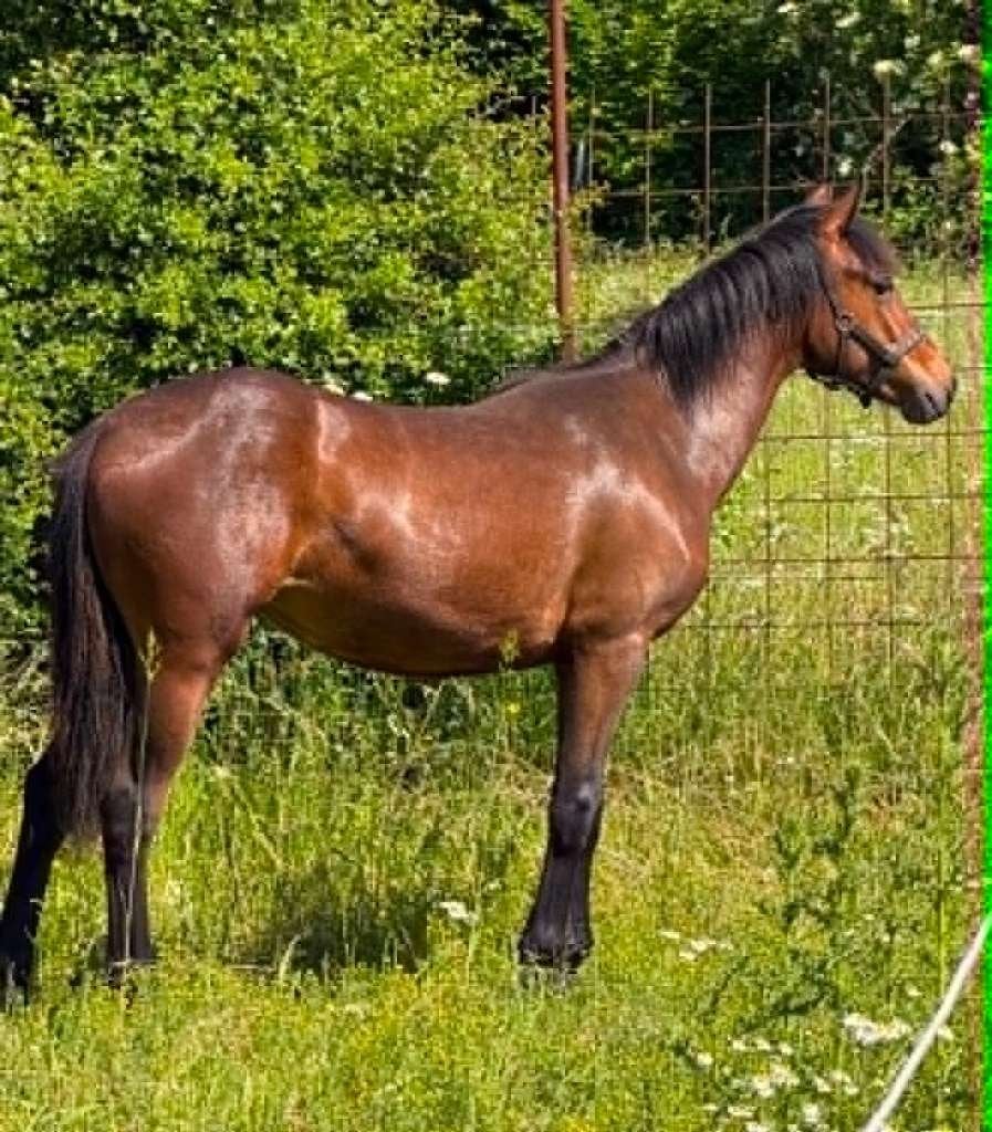Pouliche BWP, Dieren en Toebehoren, Merrie