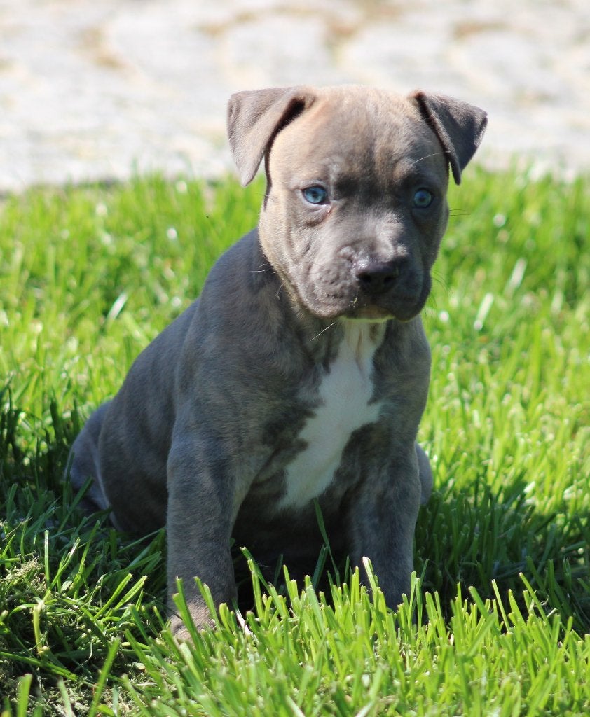 Amerikaanse Stafford pups, Dieren en Toebehoren, Honden | Jack Russells en Terriërs, Parvo, België, 8 tot 15 weken, American Staffordshire Terriër