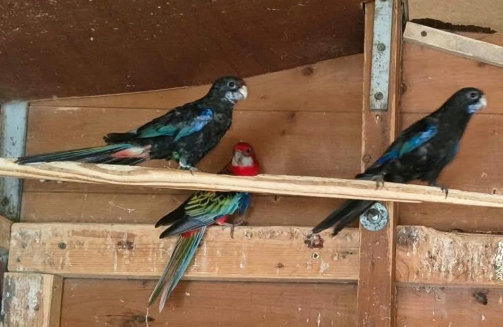 parkiet, Meerdere dieren, Parkiet, Geringd