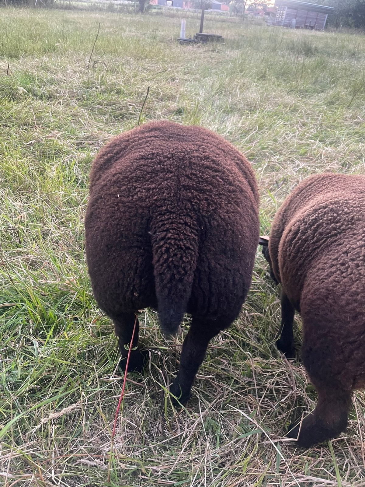 Luxe Blauwe Texelaar stamboekramlam, Dieren en Toebehoren