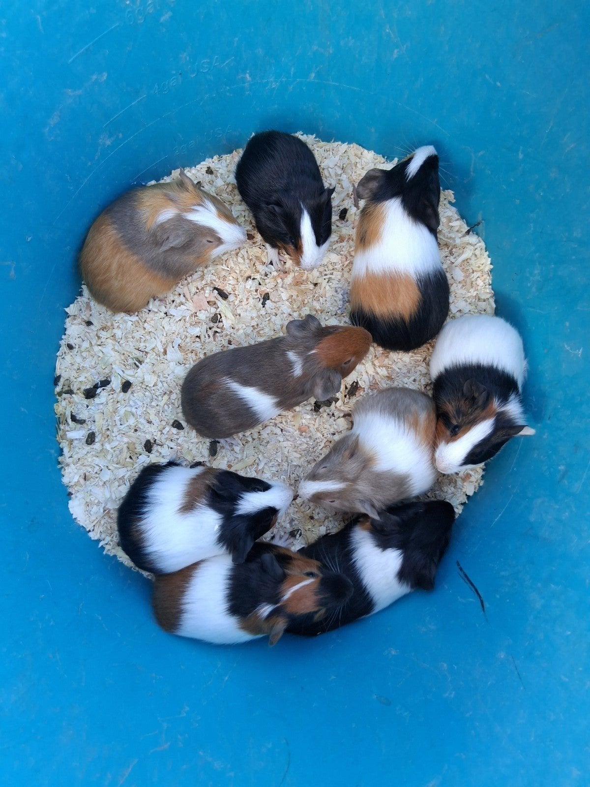 cavia's te koop 2 voor 30 euro, Mai, Plusieurs animaux, Cobaye