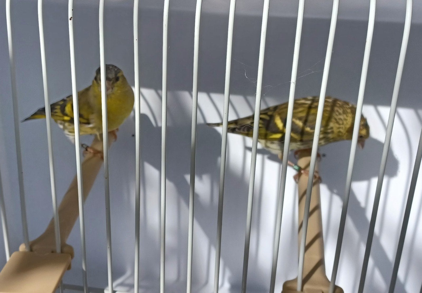 sijsjes, Dieren en Toebehoren
