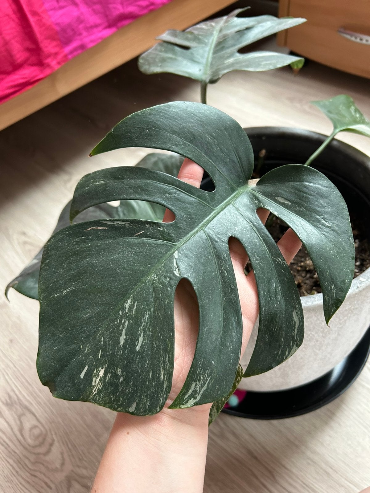 Monstera deliciosa Variegata Albo, Ophalen of Verzenden
