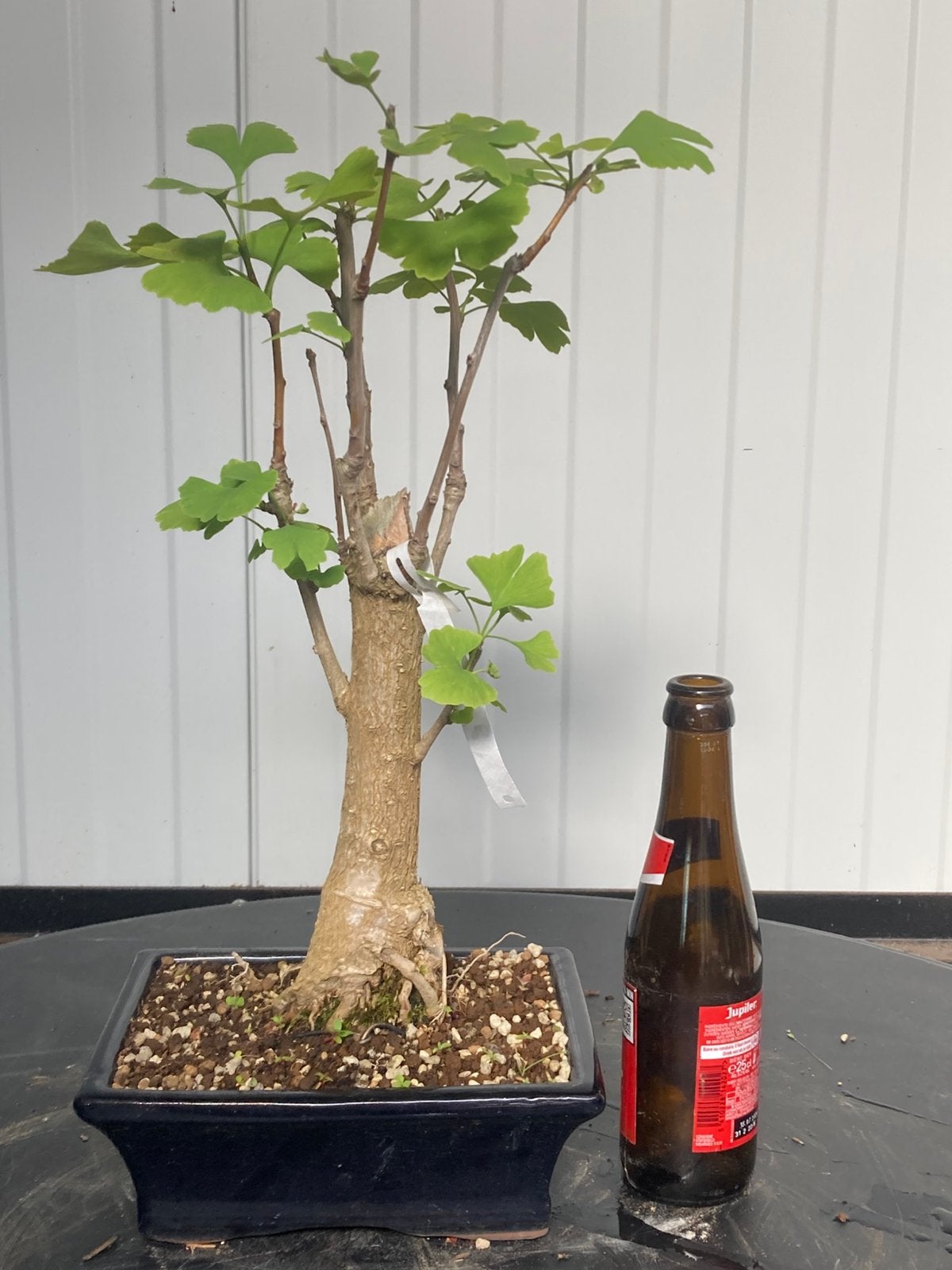 Bonsai ginkgo biloba, Tuin en Terras, Planten | Bomen, Ophalen