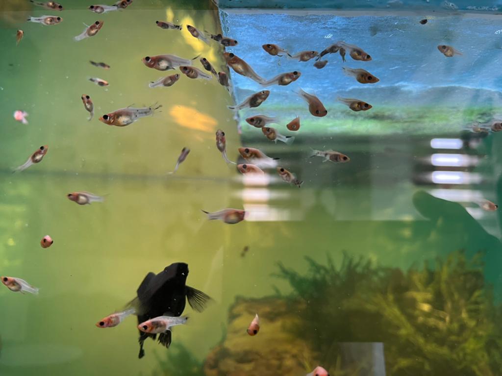 Baby Molly’s, Dieren en Toebehoren, Vissen | Aquariumvissen, Vis, Zoetwatervis, Schoolvis