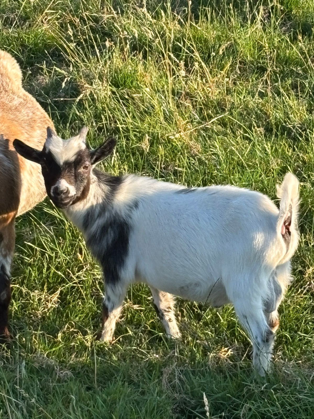 Dwerggeit, Dieren en Toebehoren, Januari, Mannelijk