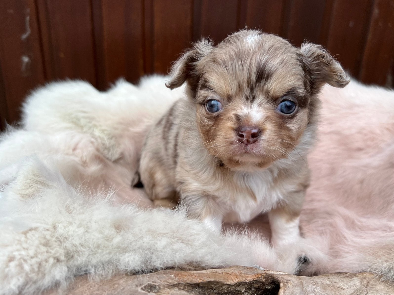 Prachtig chihuahua teefje zoekt een gouden mandje, Animaux & Accessoires, Maladie de Carré (chiens), Chienne, Belgique, 8 à 15 semaines