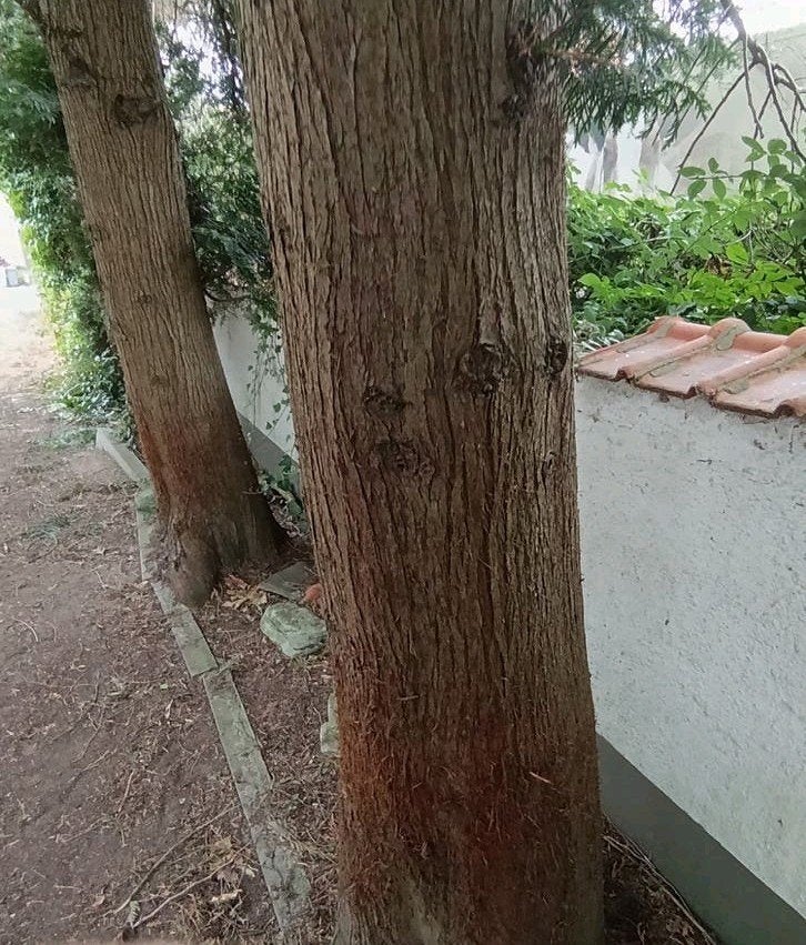 BOOMSTAMMETJES moeten weg: HOUT in RUIL voor OPRUIMING, Enlèvement