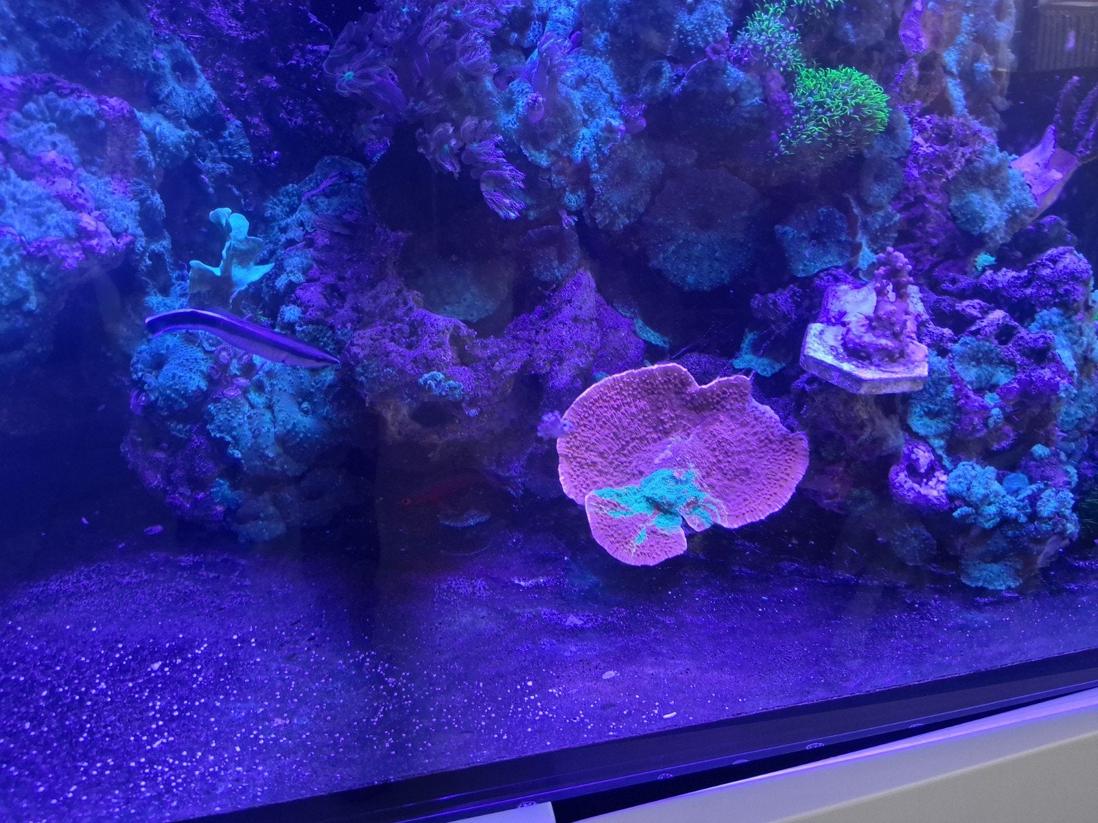 Montipora plateau rouge, Animaux & Accessoires