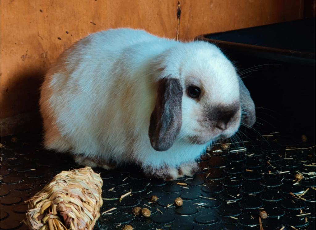 Knappe minilop/nhd ram 1 jaar, Animaux & Accessoires, Lapins, Nain, Mâle, 0 à 2 ans, Oreilles tombantes