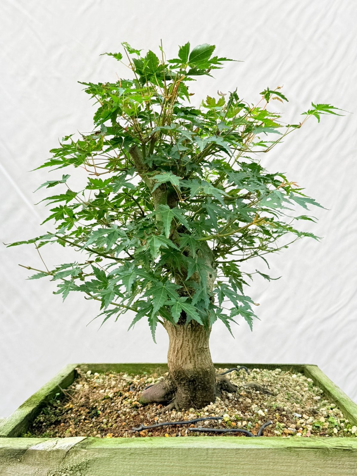 Bonsai, acer palmatum starter, Tuin en Terras, Ophalen