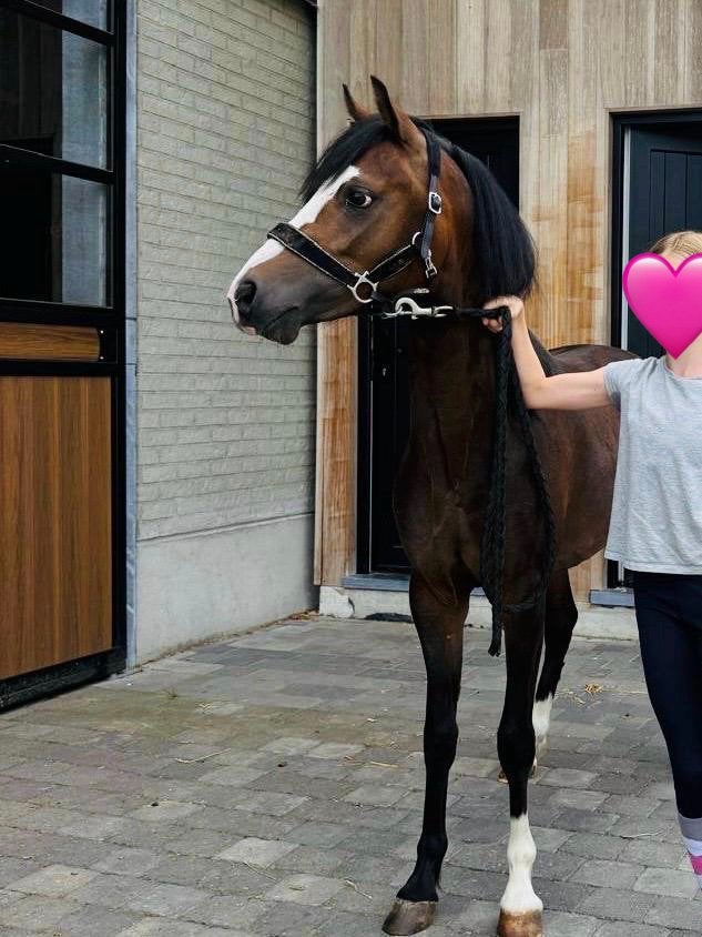 Springpony, Animaux & Accessoires, Poneys, Hongre, Non dressé, Poney C (1.27 m à 1.37m), Poney de saut, 0 à 2 ans, Avec pedigree