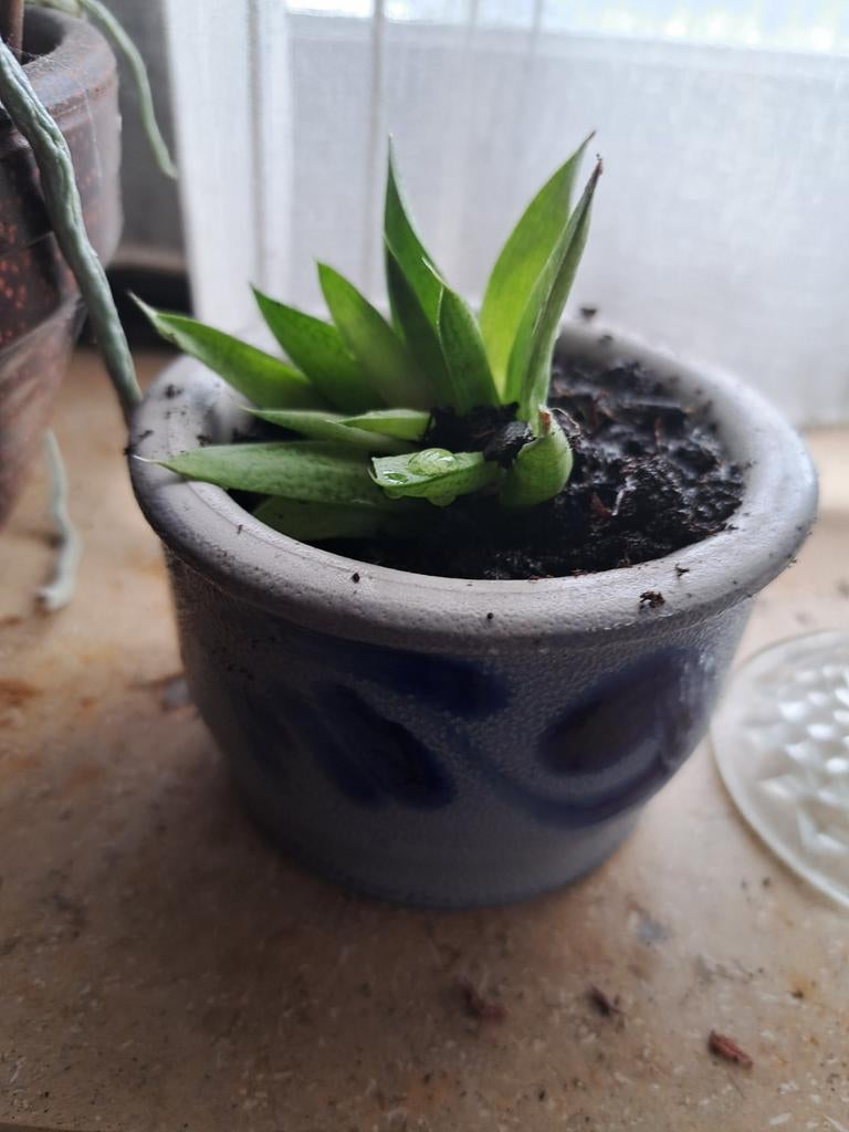 Keuls potje met mooie vetplant, Ophalen of Verzenden, Vetplant