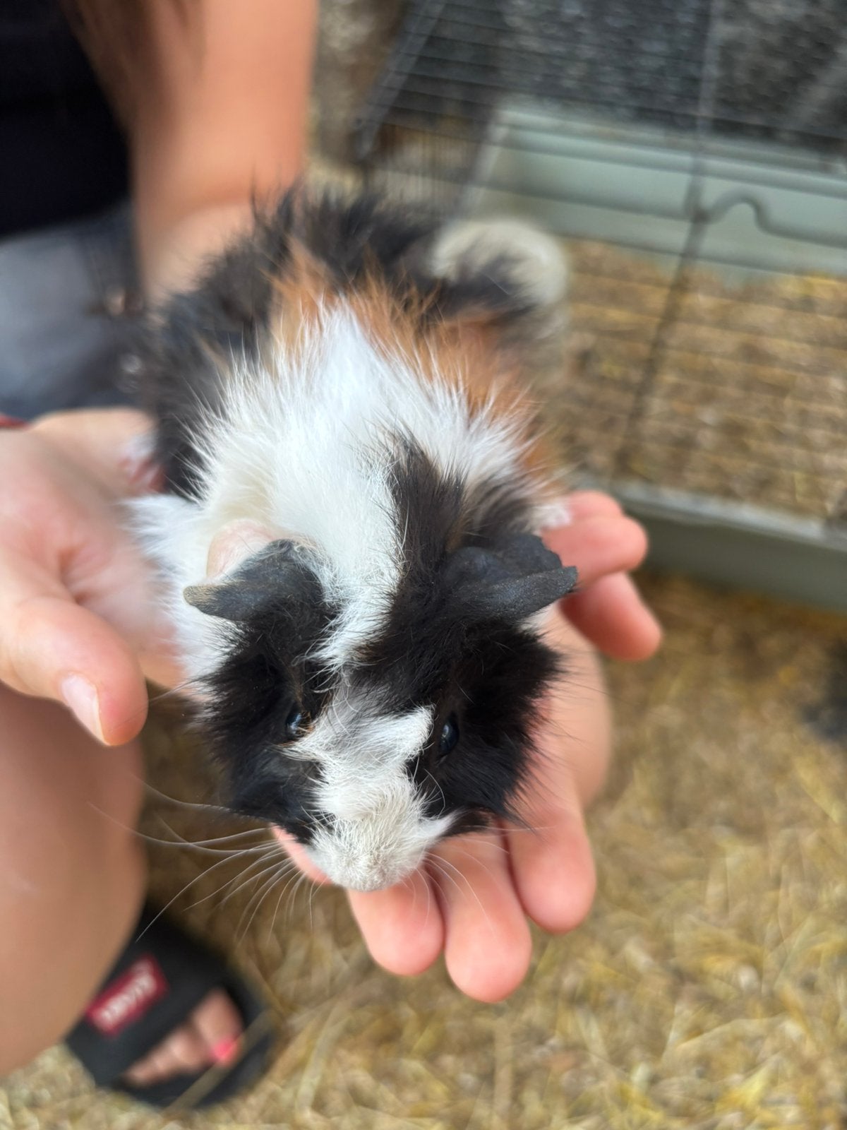 Cavias vrouwkes 10€ stuk, Animaux & Accessoires, Rongeurs, Juin, Femelle, Cobaye
