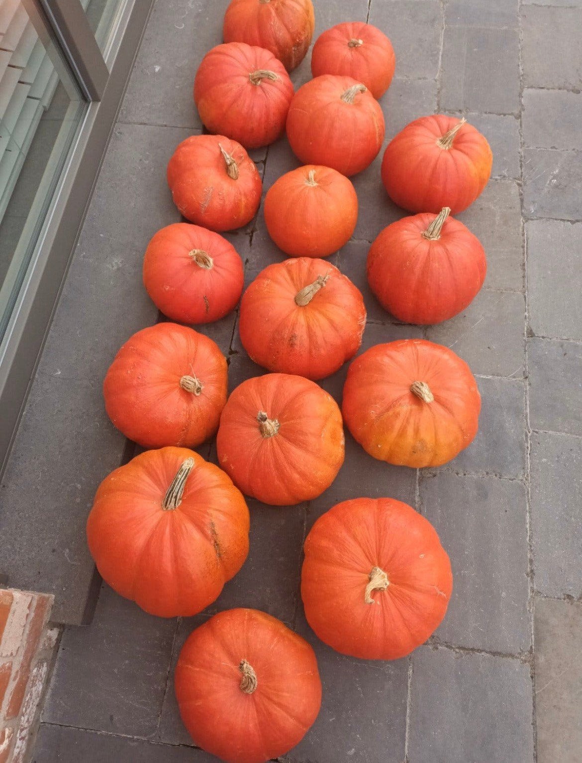 BIO pompoenen pompoen Halloweenpompoenen Hoge pompoenen, Divers, Enlèvement