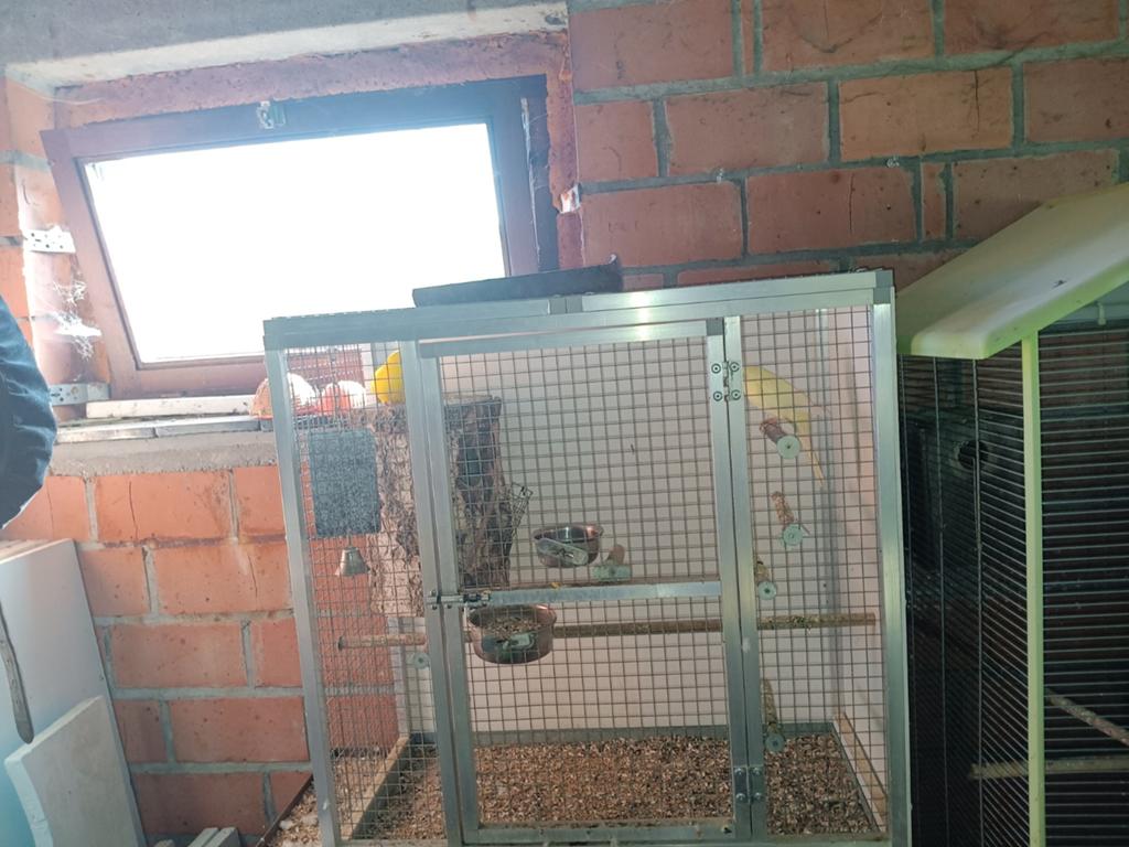 Koppeltje kakarikies, Dieren en Toebehoren, Vogels | Hokken en Kooien, Ophalen