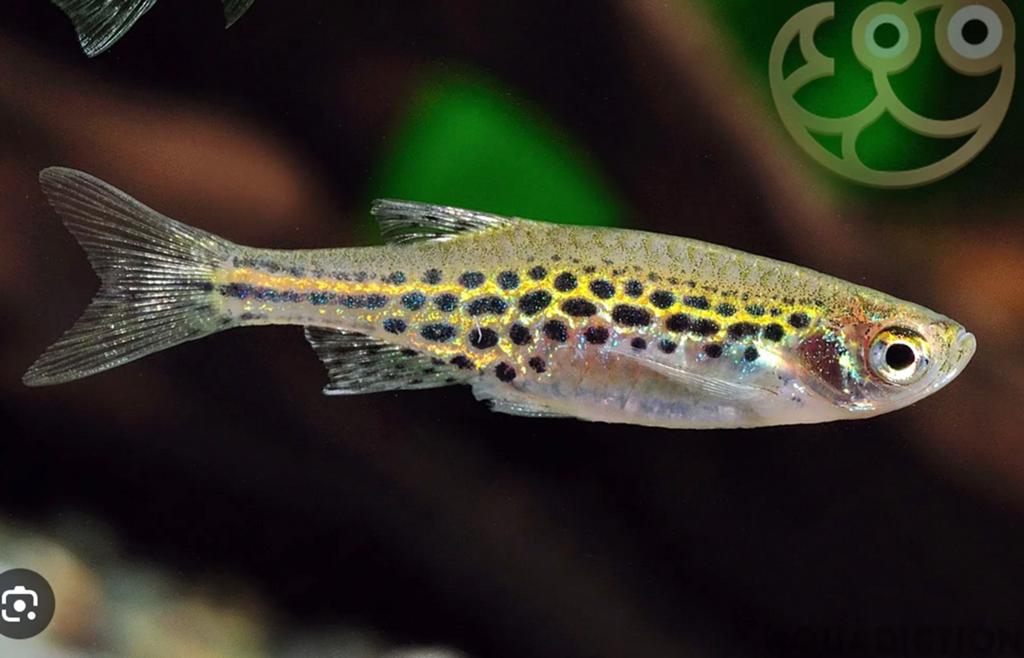 Burmese Luipaard Danio Nano Veilig met garnalen, Animaux & Accessoires, Poissons | Poissons d'aquarium, Poisson, Poisson d'eau douce