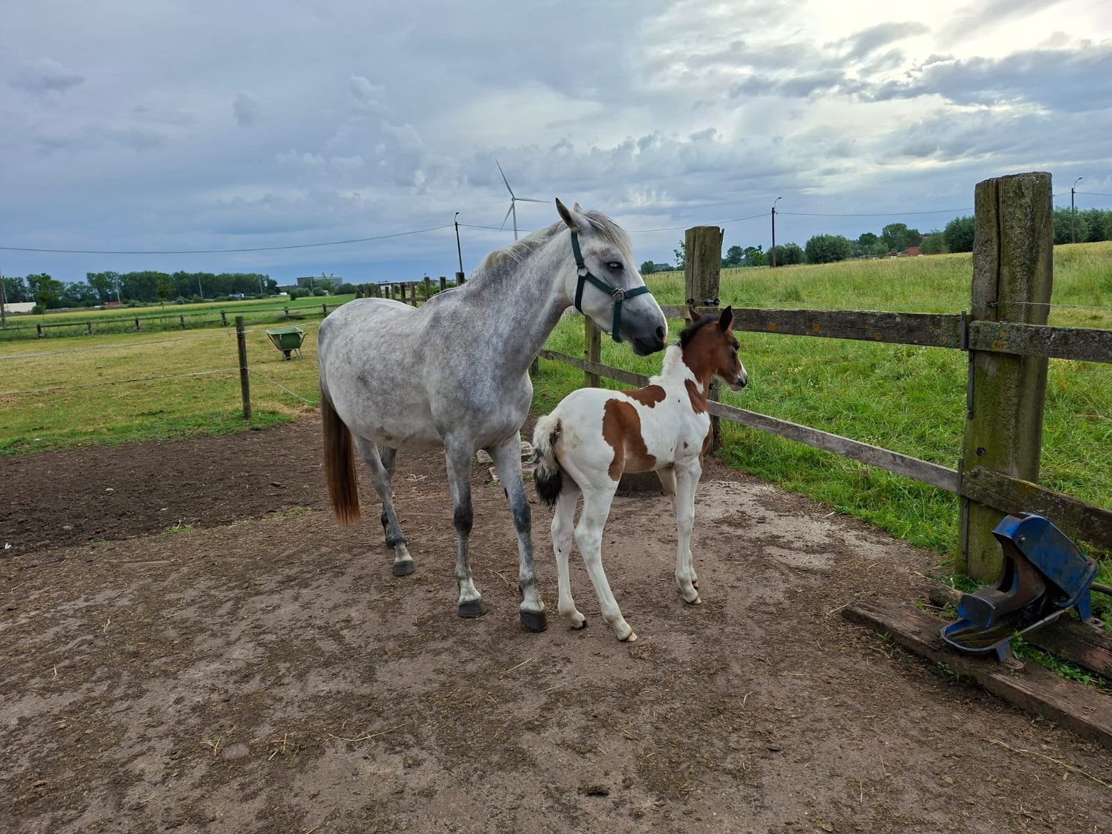 Spring pony, Merrie, Met stamboom, Springpony, 3 tot 6 jaar