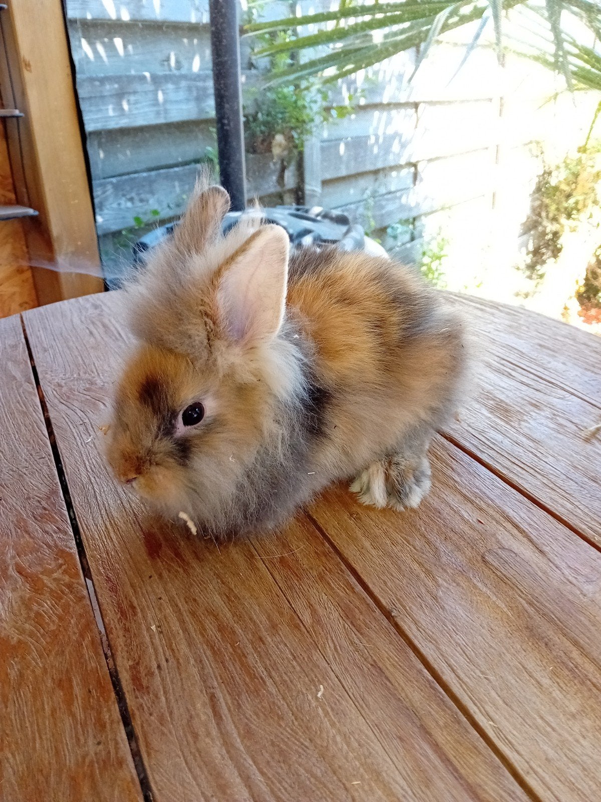 prachtige leeuwenkop konijntjes supertam kleinblijvend, Animaux & Accessoires, Lapins