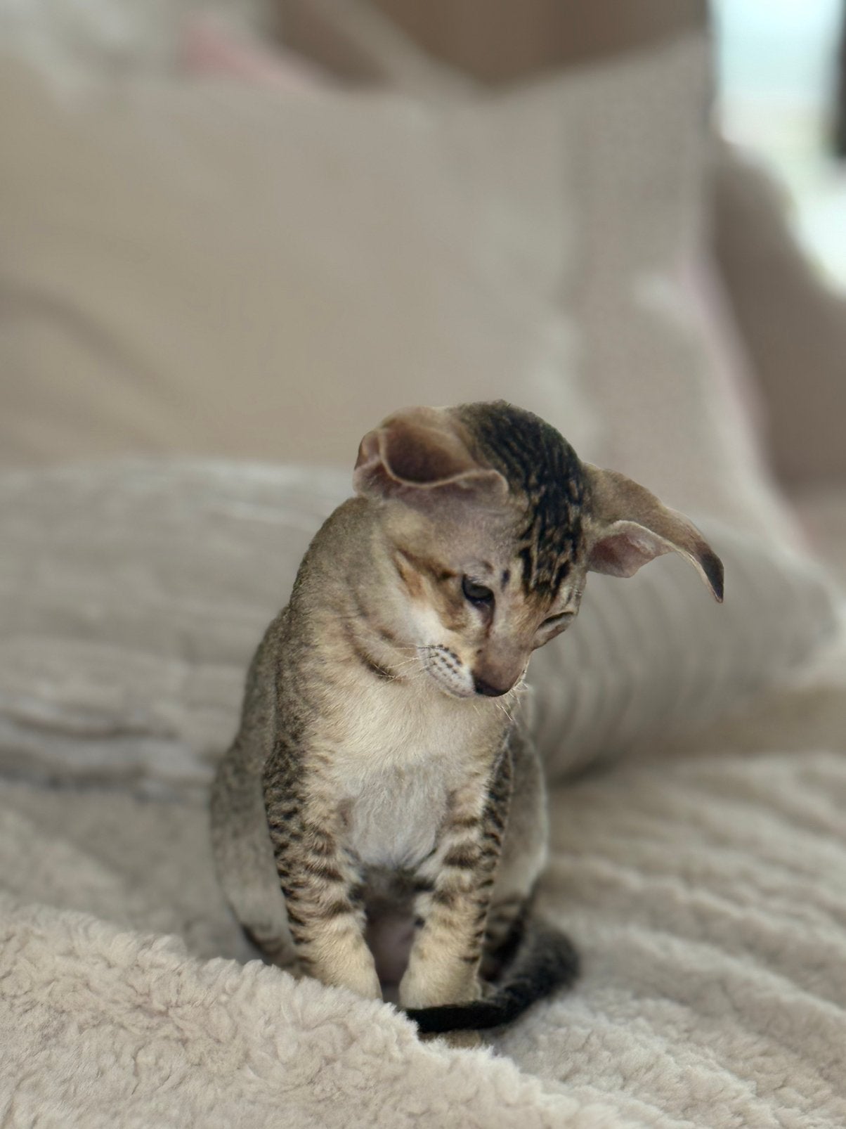 Peterbald kitten (kater), Chat, Avec puce électronique, 0 à 2 ans